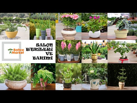 Video: Mart Bitkileri