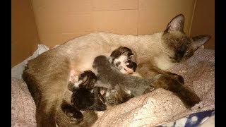 Acompanhe o parto e nascimento dos filhotes da gatinha Mammy, resgatada poucas horas antes