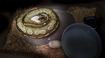 FIRST EVER CLUTCH!! Ball Python Eggs!!