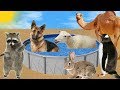 Funny Animals are Thrown Into the Pool with Paint. Learn Colors for Kids