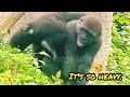 Jabali: I can’t carry my brother😆Ringo has always wanted Jabali to carry him🤣💦|D&#39;jeecoFamily|Gorilla