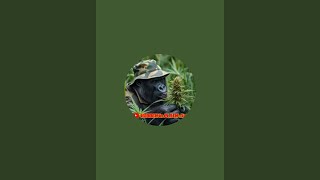HIDDENinPLAINsight is live