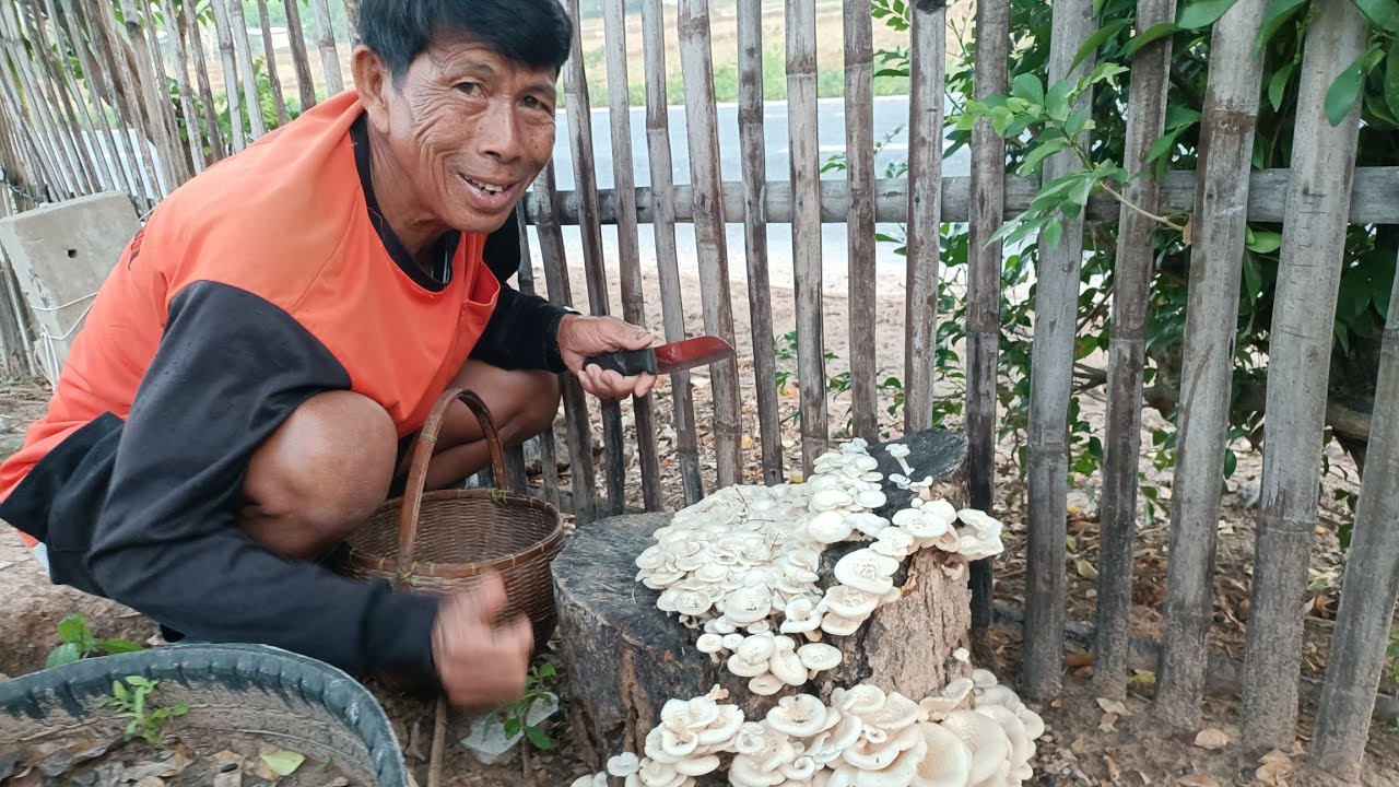 ว้าวๆ!!!เห็ดมีแต่ดอกงามๆอ่อนๆจ้า🍄🍄🍄02/03/69