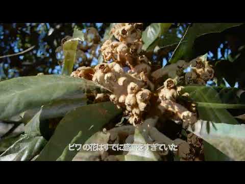 ビワ/Eriobotrya japonica 02_260123_北野調整池