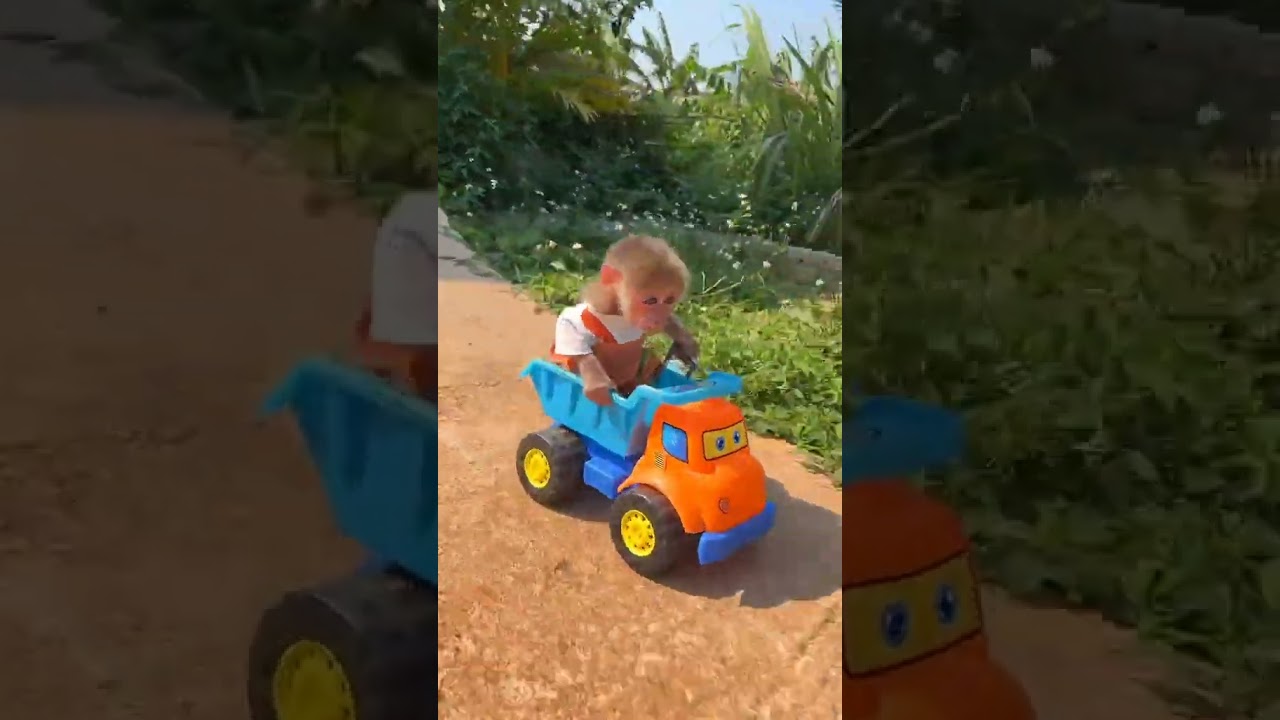 Fast & Curious: Baby Monkey Edition!"