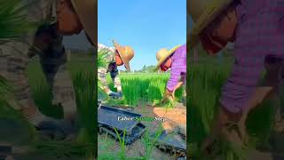 FANTASTIC RICE FARM @embrapa @portalagrolink @SuperaParque #agtech #agriculture #agro