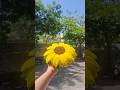 These sunflowers will never break your heart 🌻✨No fading. No drying. Just forever sunshine.