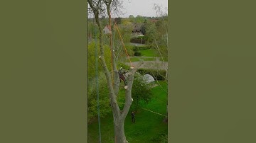 Ash rigging. Swinging it round. #arbortec #arborist #treework #rigging