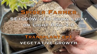 1000 WATT LED Grow Light By Spider Farmer With Automated Light Mover, Scratch Your Balls Transplant!