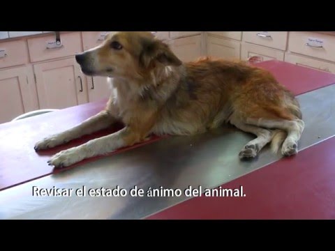 Video: Anemia Debida A Insuficiencia (o Toxicidad) De La Médula ósea En Perros