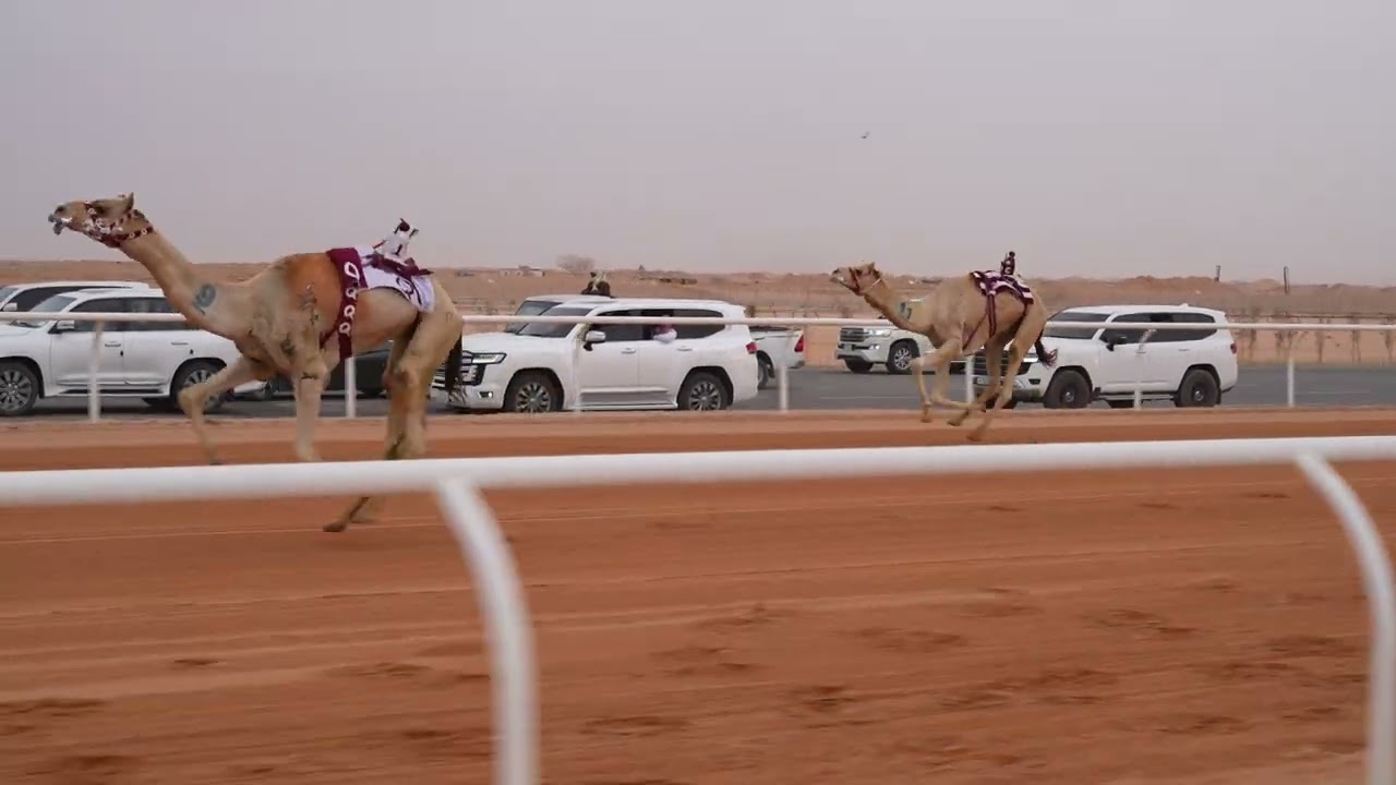 الشوط الثاني زمول(المفدع) للمالك/هندي الدرداح هندي الرشود