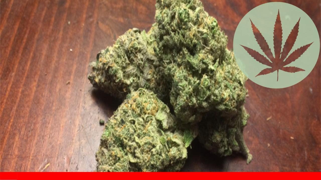 Dream Lotus - All About This Strain