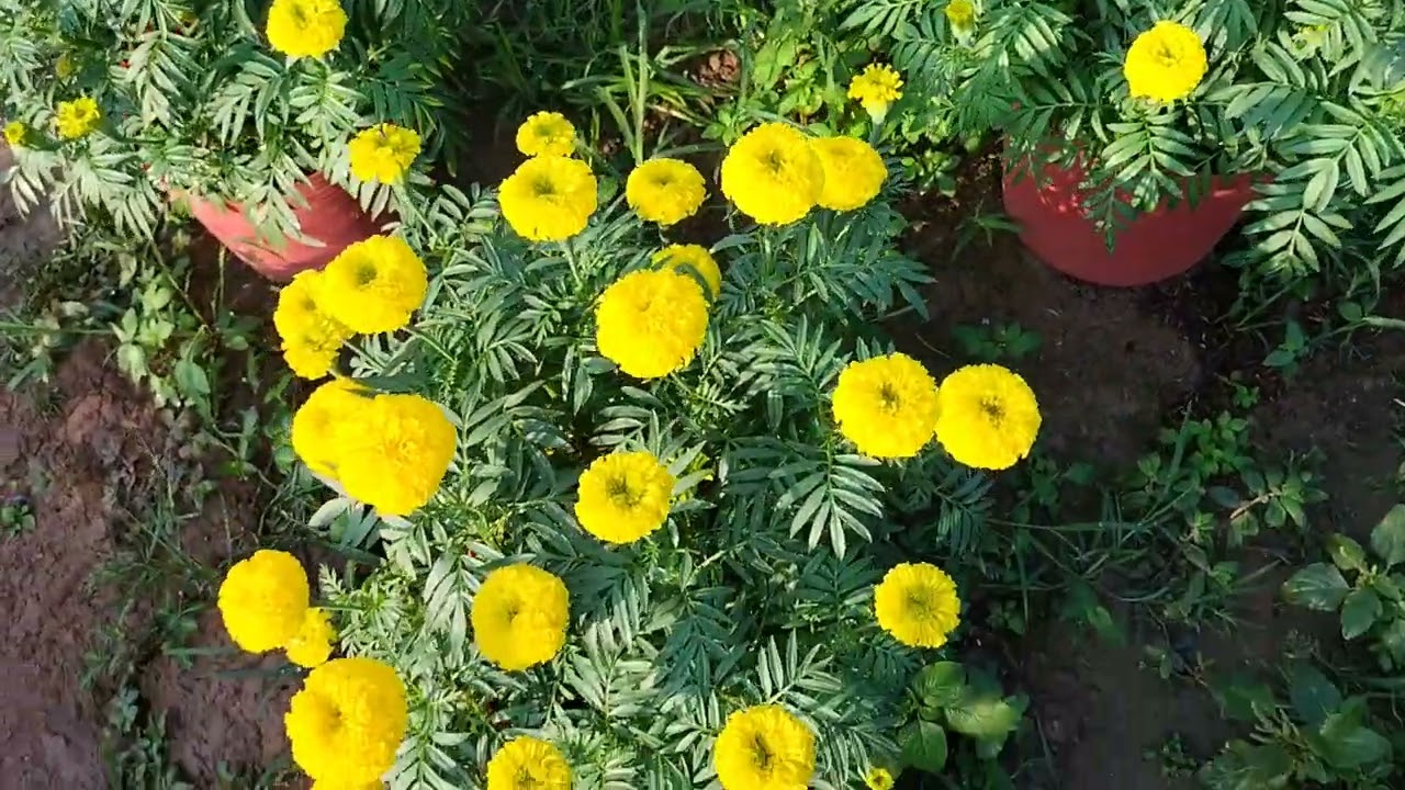 Cập nhật vạn thọ ngày 17/12 chuẩn bị hốt lúa nha...🤣🤣