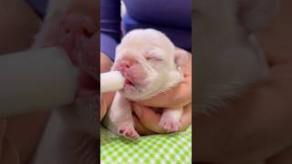 How To Feed & Care Of Newborn Puppy