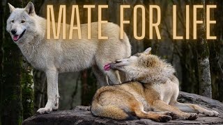 Top 7 Animals That Mate for Life