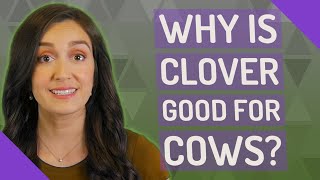 Why is Clover good for cows?