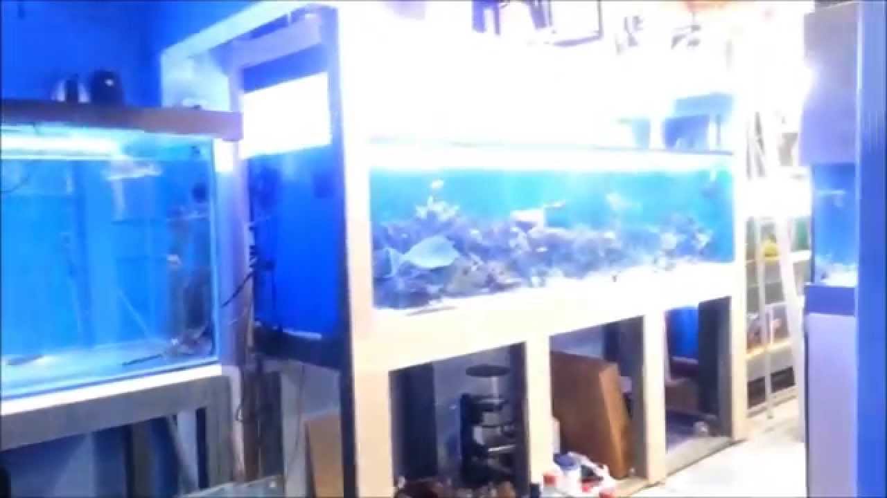 cold start fish gallery and a new hobby - YouTube