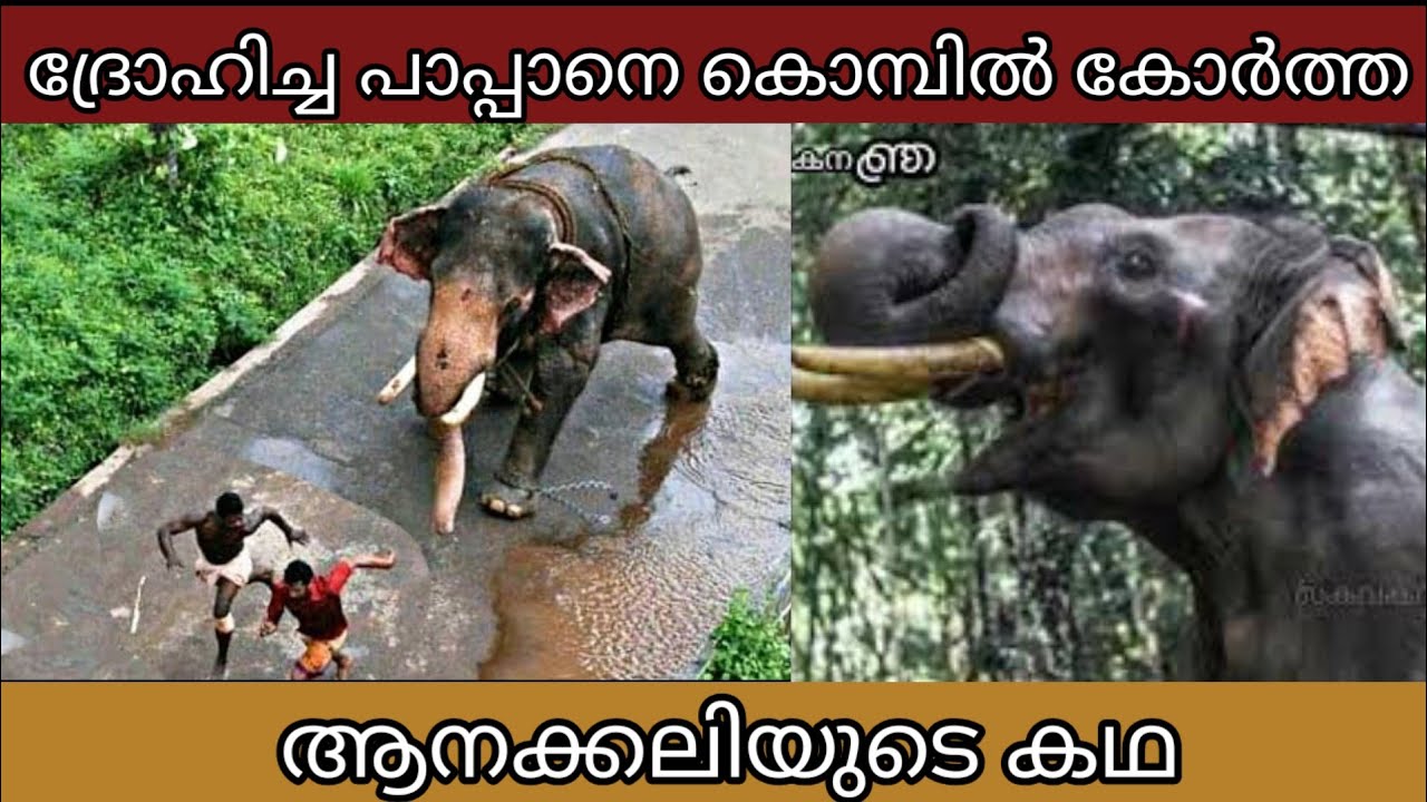 ദ്രോഹിച്ച പാപ്പാനെ കൊമ്പിൽ കോർത്ത ആനക്കലിയിൽ രഘുനാഥൻ| Kerala elephant video|Elephant story malayalam