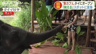 ゾウさんと一緒にお茶しましょ！タイで大人気(20/08/21)