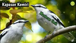 Masteran!!! Suara Burung Kapasan Kemiri Gacoran . . .