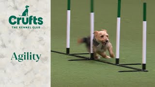 Agility - Rescue Dog | Crufts 2024 by Crufts 96,410 views 1 month ago 16 minutes