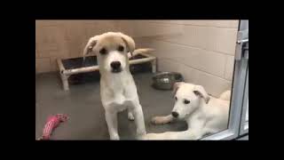 50% Off FALL IN LOVE Adopt-A-Thon Going On Now at Wright-Way Rescue!