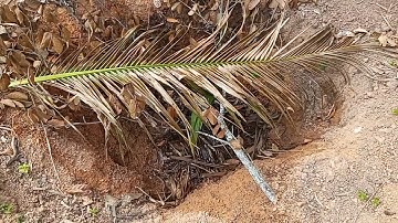 Một ngày tưới nước dừa-che nắng cho cây dừa mới trồng của chị 6S và chi 7S