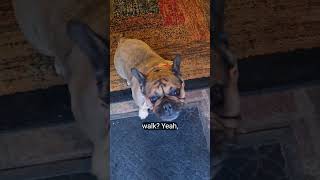 Walkies!!#dogs #tuglife #dogshorts #doglife #dogrescue #dog #youtubeshorts #pets #bullybreed #shorts