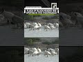 Floock of black-headed Ibis spotted for foraging for food in Tamil Nadu’s Thoothukudi
