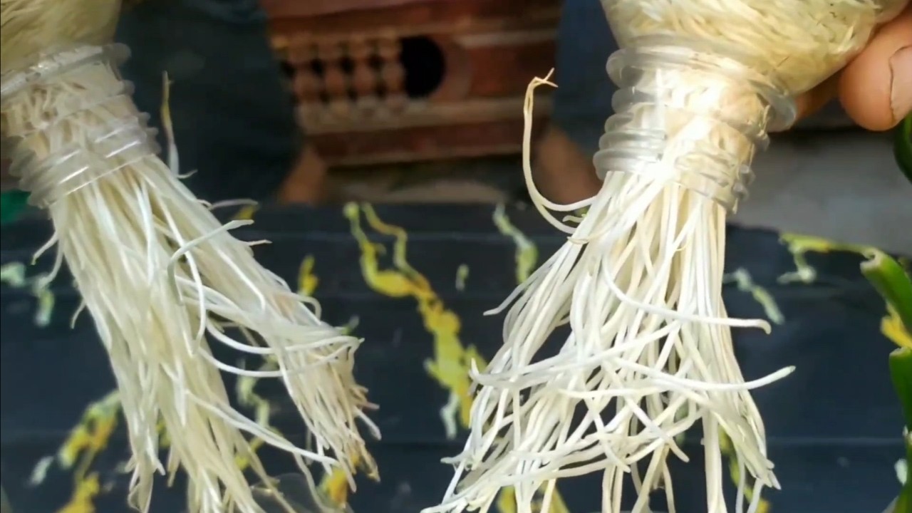 قبل فوات الأوان زراعة الثوم في شهر 9 واحصل على محصول بسرعة  في بيتك 