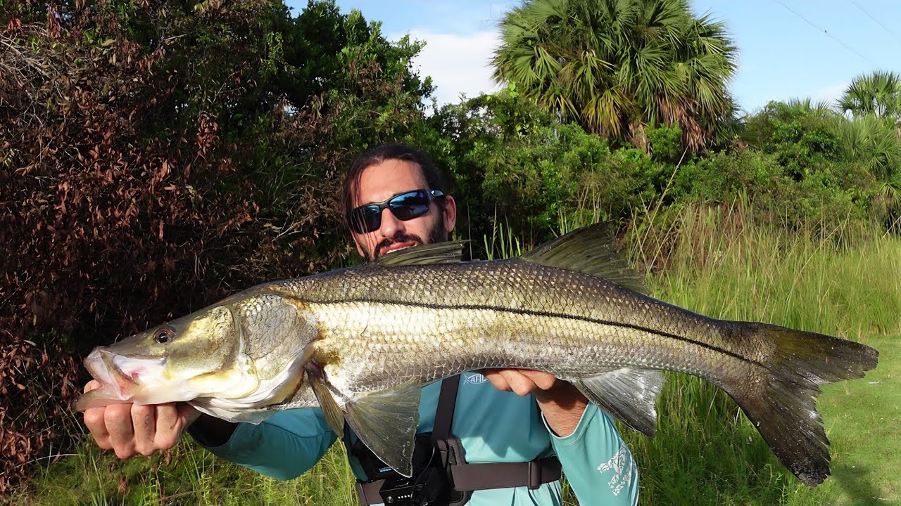 Рыбалка на обочине дороги во Флориде, Эверглейдс, на большого снука