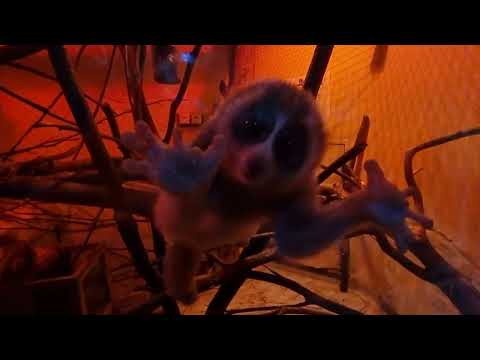 Slow loris