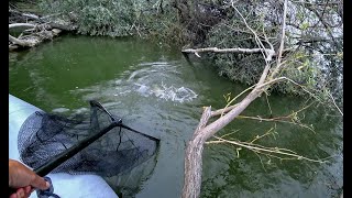 ЗАКИНУЛ УДОЧКУ В ДРОВА....ТАКОГО НЕ ОЖИДАЛ. Крупный язь, окунь .рыбалка на поплавок с лодки.Обь