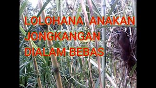 LOLOHAN ANAKAN JONGKANGAN DIALAM LIAR