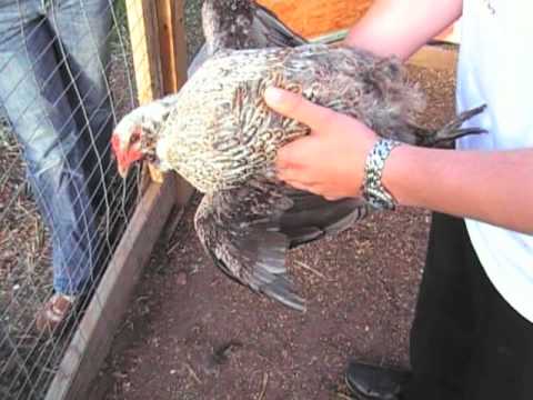 chicken fajitas How NOT to Hypnotize a Chicken
