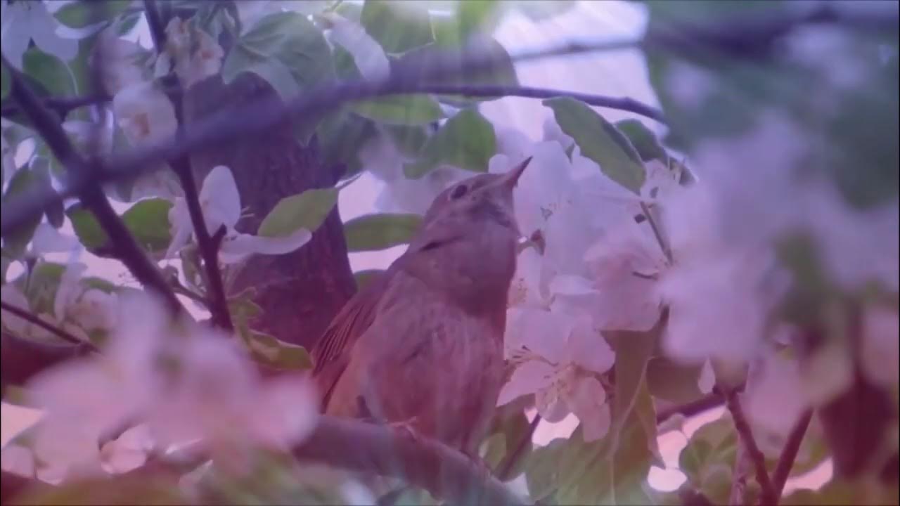 Татарская песни ай былбылым. Соловей на татарском языке. Татарский Соловей певец. Стих песни соловья.