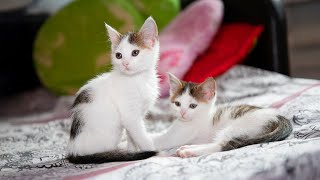 Musique thérapeutique apaisante pour chats – 10 heures de douces mélodies félines – Détendez votr...