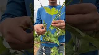 Grape Farming Techniques #satisfying #short