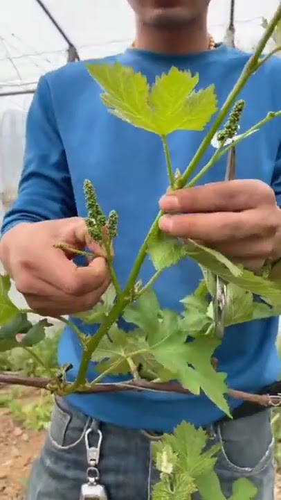 Grape Farming Techniques #satisfying #short