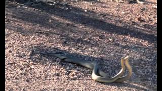 Eastern brown snakes mating Profile