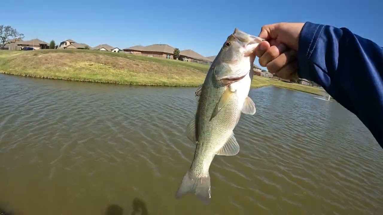 Ned Rig Bite is on, fall bass fishing