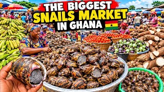 African Village Biggest Organic Snails Market In Ghana Adawso Massive Snails #village #ghana #rural
