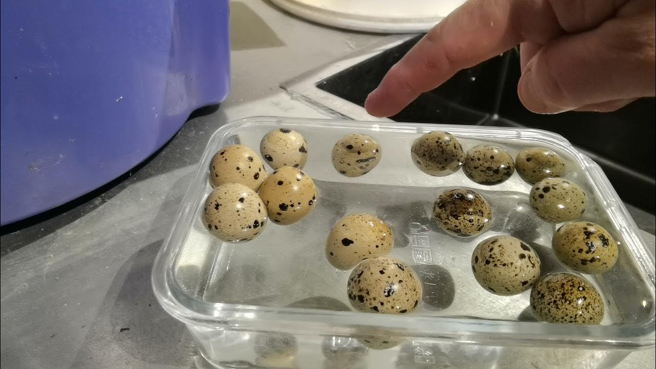 Вылупления перепелов