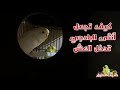 حل مشكلة أنثى البادجي لا تدخل العش وتعويد الأنثى على الدخول للعش