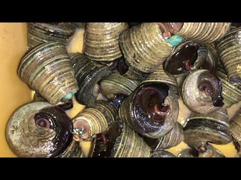 Let’s cook this seashells.. What dish we should do with this? 🤔 #viral #video #video