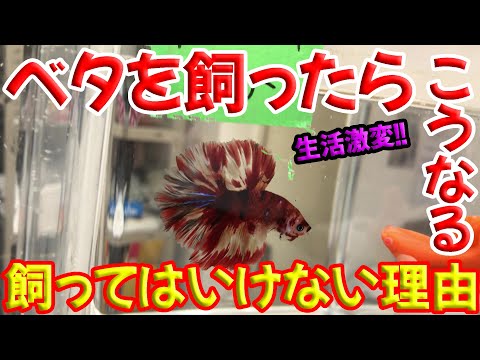 【これからベタを飼う人へ】ベタを飼ってはいけない理由はこれ