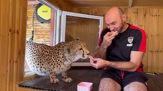 Cheetah, sausage and renovations. Sasha makes repairs in Gerda's enclosure.
