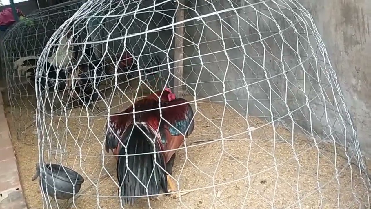 Chăn nuôi gà tốp mới/03/49/871/555#