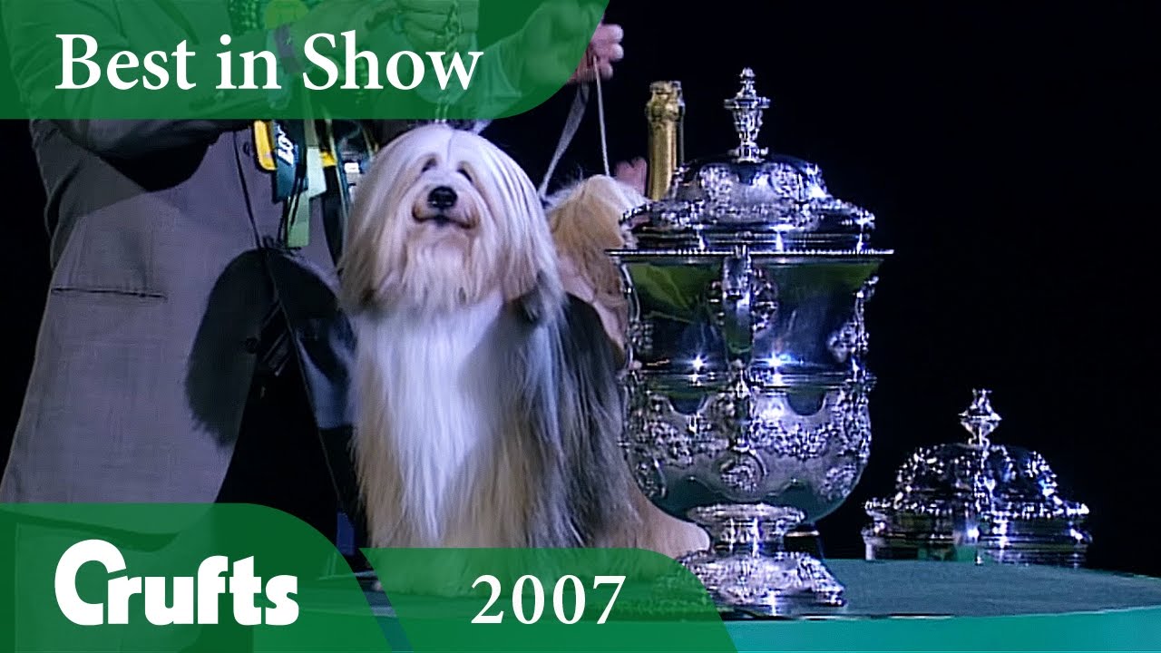 kennel club tibetan terrier