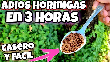 ¿Qué productos domésticos repelen a las hormigas?